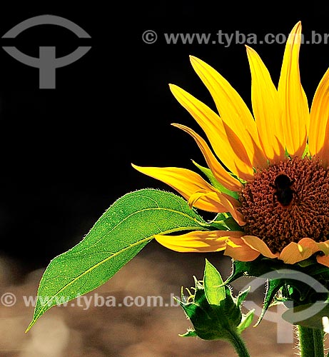  Subject: Sunflower in the Palmengarten - Garden of XIX century / Place: Frankfurt - Germany - Europe / Date: 08/2013 