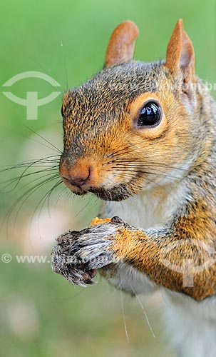  Subject: Squirrel / Place: Washigton DC - United States of America (USA) - North America / Date: 08/2013 