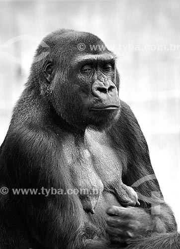  Subject: Gorilla in The Smithsonians National Zoo / Place: Washigton DC - United States of America (USA) - North America / Date: 08/2013 