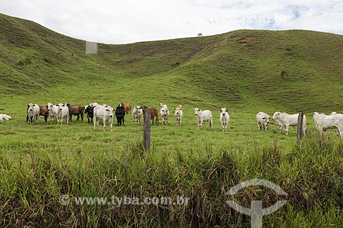 Subject: Cattle grazing with headwater in the background / Place: Bananal city - Sao Paulo state (SP) - Brazil / Date: 11/2013 
