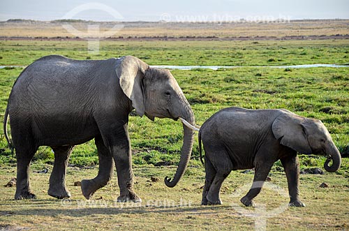  Subject: Elephants bathing - Amboseli National Park / Place: Rift Valley - Kenya - Africa / Date: 09/2012 