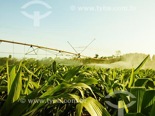  Subject: Irrigation of corn plantation / Place: Holambra city - Sao Paulo state (SP) - Brazil / Date: 12/2013 