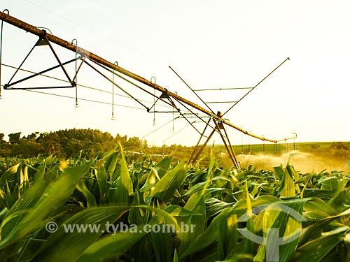  Subject: Irrigation of corn plantation / Place: Holambra city - Sao Paulo state (SP) - Brazil / Date: 12/2013 