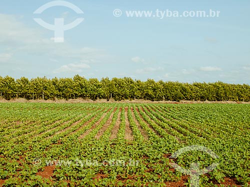  Subject: Soybean plantation / Place: Holambra city - Sao Paulo state (SP) - Brazil / Date: 12/2013 