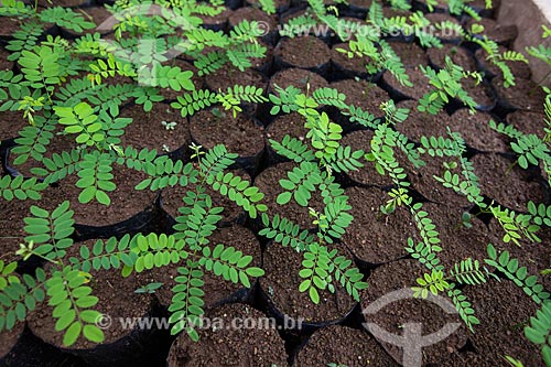  Subject: Seedlings of Pau-Brasil - Caesalpinia echinata / Place: Porto Velho city - Rondonia state (RO) - Brazil / Date: 10/2013  
