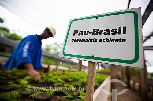  Subject: Seedlings of Pau-Brasil (Caesalpinia echinata) - Program for Environmental Responsibility of Power Plant Santo Antonio, Santo Antonio Civil Consortium (CSAC) / Place: Porto Velho city - Rondonia state (RO) - Brazil / Date: 10/2013 