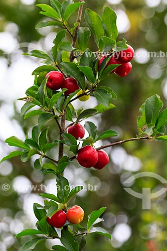  Subject: Acerola fruit (Malpighia emarginata) still at Acerola Tree / Place: Porto Velho city - Rondonia state (RO) - Brazil / Date: 02/2013 