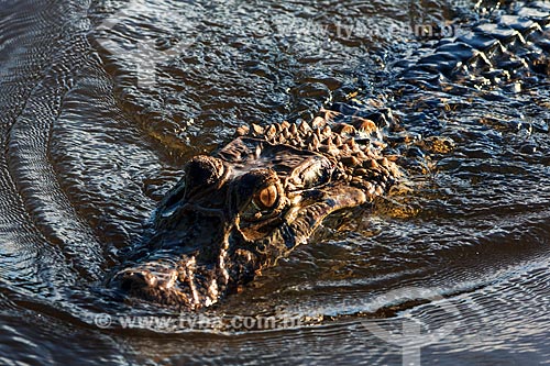  Subject: View of alligator in the Guapore Valley / Place: Rondonia state (RO) - Brazil / Date: 08/2013 