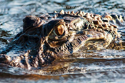  Subject: View of alligator in the Guapore Valley / Place: Rondonia state (RO) - Brazil / Date: 08/2013 