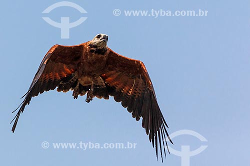  Subject: Savanna Hawk (Heterospizias meridionalis) - Guapore Valley / Place: Rondonia state (RO) - Brazil / Date: 09/2012 