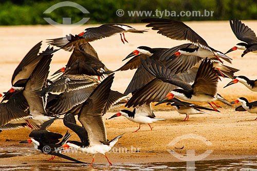 Subject: Flight of Black skimmer (Rynchops niger) in Guapore Valley / Place: Rondonia state (RO) - Brazil / Date: 09/2010 