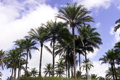  Subject: Dende Palm (Elaeis guineensis) / Place: Bahia state (BA) - Brazil / Date: 04/1991 