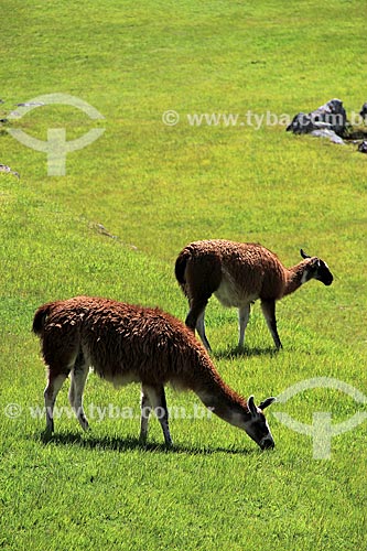  Subject: llama (Lama glama) grazing near the ruin of Machu Picchu / Place: Peru - South America / Date: 06/2012 