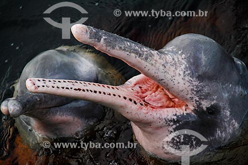  Subject: Pink dolphin (Inia geoffrensis) - Negro River / Place: Novo Airao city - Amazonas state (AM) - Brazil / Date: 03/2012 