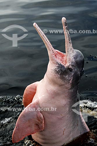  Subject: Pink dolphin (Inia geoffrensis) - Negro River / Place: Novo Airao city - Amazonas state (AM) - Brazil / Date: 03/2012 