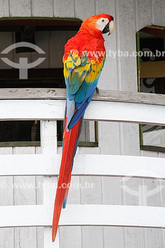  Subject: Green-winged Macaw (Ara chloropterus) - also known as Red-and-green Macaw - perched on boat / Place: Porto Velho city - Rondonia state (RO) - Brazil / Date: 03/2012 