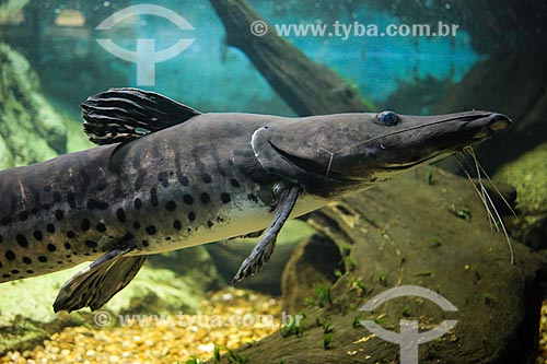  Subject: Spotted sorubim (Pseudoplatystoma corruscans) - Santos Municipal Aquarium / Place: Santos city - Sao Paulo state (SP) - Brazil / Date: 12/2013 