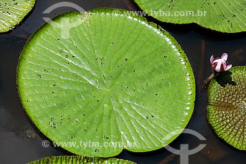  Subject: Victoria regia (Victoria amazonica) - also known as Amazon Water Lily or Giant Water Lily / Place: Amazonas state (AM) - Brazil / Date: 01/2014 