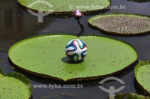  Subject: Adidas Brazuca - official soccer ball of the FIFA World Cup 2014 - over victoria regia (Victoria amazonica) - also known as Amazon Water Lily or Giant Water Lily / Place: Amazonas state (AM) - Brazil / Date: 01/2014 