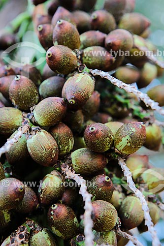  Subject: Detail of Licuri palm nuts (Syagrus coronata) / Place: Vitoria da Conquista city - Bahia state (BA) - Brazil / Date: 01/2014 