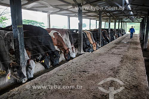  Subject: Herd of cattle / Place: Itororo city - Bahia state (BA) - Brazil / Date: 01/2014 