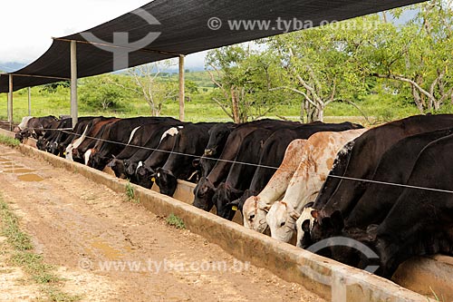  Subject: Herd of cattle / Place: Itororo city - Bahia state (BA) - Brazil / Date: 01/2014 