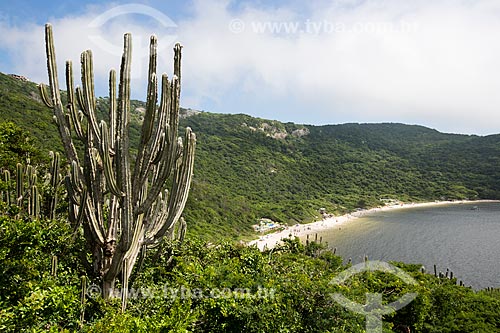  Micranthocereus purpureus cactus - characteristic cactus of Caatinga Fluminense also known as field open wooded - on the Forno Hill (Oven Hill) with the Forno Beach (Oven Beach) in the background  - Arraial do Cabo city - Rio de Janeiro state (RJ) - Brazil