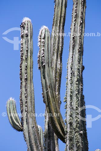  Subject: Pilosocereus ulei cactus - characteristic cactus of Caatinga Fluminense also known as field open wooded - on the Forno Hill (Oven Hill) / Place: Arraial do Cabo city - Rio de Janeiro state (RJ) - Brazil / Date: 01/2014 