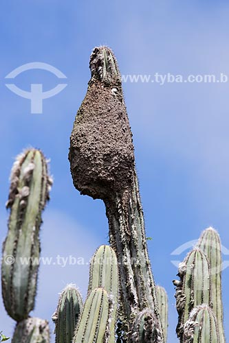  Subject: Termite mounds in pilosocereus ulei cactus - characteristic cactus of Caatinga Fluminense also known as field open wooded - on the Forno Hill (Oven Hill) / Place: Arraial do Cabo city - Rio de Janeiro state (RJ) - Brazil / Date: 01/2014 