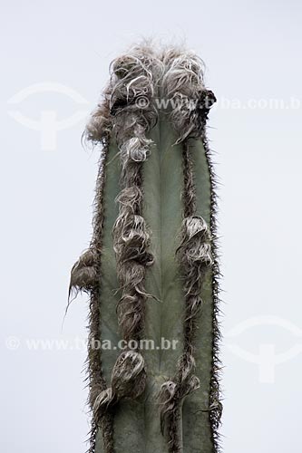  Subject: Pilosocereus ulei cactus - characteristic cactus of Caatinga Fluminense also known as field open wooded - on the Forno Hill (Oven Hill) / Place: Arraial do Cabo city - Rio de Janeiro state (RJ) - Brazil / Date: 01/2014 
