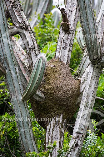  Subject: Termite mounds in pilosocereus ulei cactus - characteristic cactus of Caatinga Fluminense also known as field open wooded - on the Forno Hill (Oven Hill) / Place: Arraial do Cabo city - Rio de Janeiro state (RJ) - Brazil / Date: 01/2014 