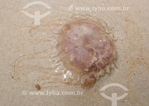  Subject: Jellyfish - Forno Beach (Oven Beach) / Place: Arraial do Cabo city - Rio de Janeiro state (RJ) - Brazil / Date: 01/2014 