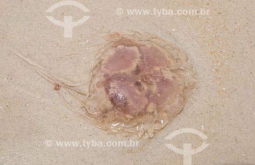  Subject: Jellyfish - Forno Beach (Oven Beach) / Place: Arraial do Cabo city - Rio de Janeiro state (RJ) - Brazil / Date: 01/2014 