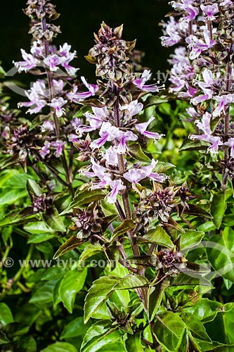  Subject: Purple basil flower (Ocimun pupuraceus) / Place: Florianopolis city - Santa Catarina state (SC) - Brazil / Date: 01/2014 