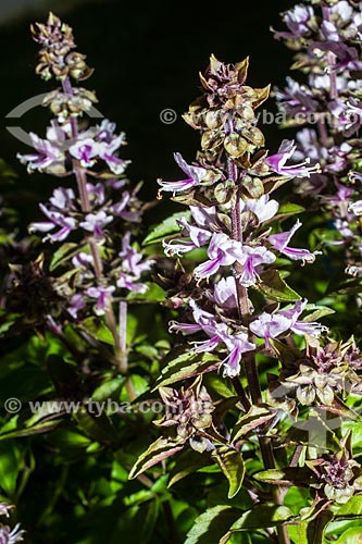  Subject: Purple basil flower (Ocimun pupuraceus) / Place: Florianopolis city - Santa Catarina state (SC) - Brazil / Date: 01/2014 