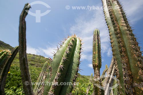 Subject: Cactus of Caatinga Fluminense - also known as field open wooded - on the Pontal do Atalaia / Place: Arraial do Cabo city - Rio de Janeiro state (RJ) - Brazil / Date: 01/2014 