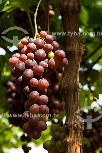  Subject: Detail of vineyard of Red Globe grape / Place: Nova Padua city - Rio Grande do Sul state (RS) - Brazil / Date: 01/2012 