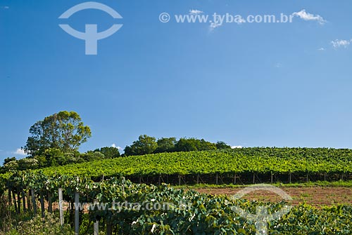  Subject: Vineyard of White Niagara grape / Place: Nova Padua city - Rio Grande do Sul state (RS) - Brazil / Date: 01/2012 