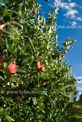  Subject: Detail of Gala apples still at apple tree / Place: Nova Padua city - Rio Grande do Sul state (RS) - Brazil / Date: 01/2012 