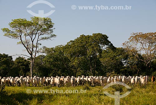  Subject: Cattle - Pantanal Matogrossense / Place: Mato Grosso do Sul state (MS) - Brazil / Date: 04/2008 