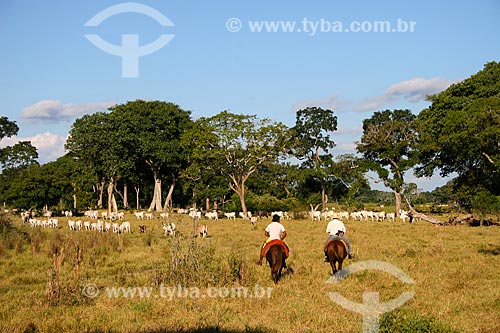  Subject: Cowboy herding cattle / Place: Mato Grosso do Sul state (MS) - Brazil / Date: 04/2008 