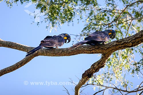  Subject: Hyacinth Macaw (Anodorhynchus hyacinthinus) - also known as Hyacinthine Macaw / Place: Mato Grosso do Sul state (MS) - Brazil / Date: 04/2008 