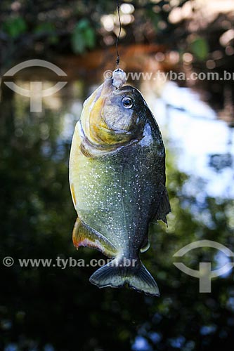  Subject: Pacu (Piaractus mesopotamicus) hooked / Place: Mato Grosso do Sul state (MS) - Brazil / Date: 04/2008 