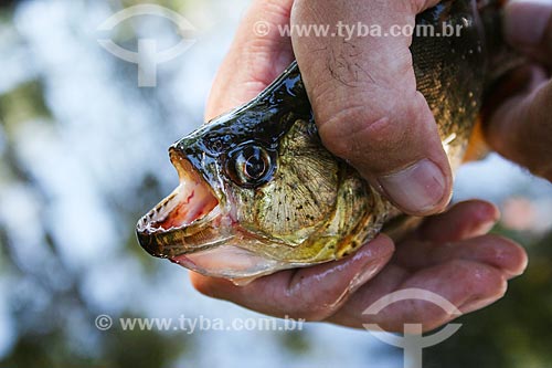  Subject: Detail of Pacu (Piaractus mesopotamicus) / Place: Mato Grosso do Sul state (MS) - Brazil / Date: 04/2008 