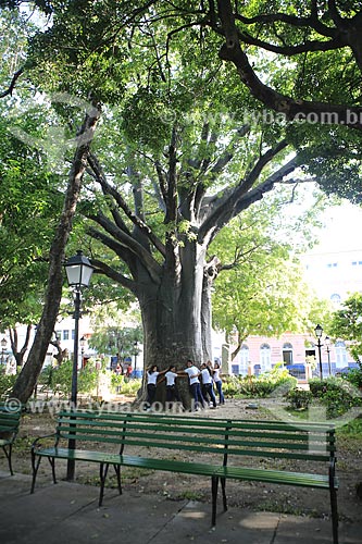  Subject: Students embracing Baobab tree  planted in 1910 by Senador Pompeu - Martires Square (Paseio Publico) / Place: Fortaleza city - Ceara state (CE) - Brazil / Date: 03/2014 