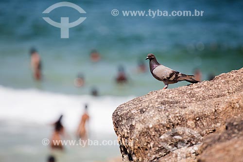  Subject: Pigeon - Arpoador Stone / Place: Ipanema neighborhood - Rio de Janeiro city - Rio de Janeiro state (RJ) - Brazil / Date: 01/2014 