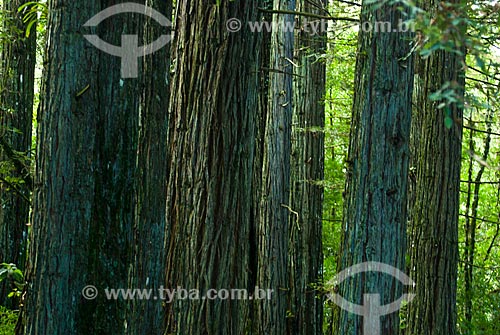  Subject: Trees - Sequoia Park / Place: Canela city - Rio Grande do Sul state (RS) - Brazil / Date: 02/2014 