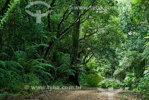  Subject: Road in Morro do Dedao - Sequoia Park / Place: Canela city - Rio Grande do Sul state (RS) - Brazil / Date: 02/2014 