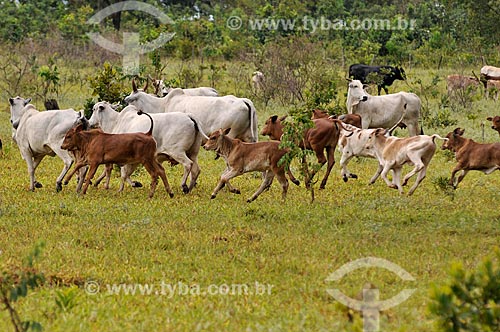 Subject: Arrays of Nelore cows on pasture / Place: Cassilandia city - Mato Grosso do Sul state (MS) - Brazil / Date: 02/2014 