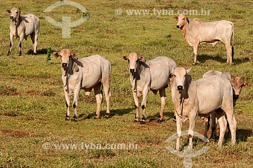  Subject: The Nellore steers on pasture / Place: Aparecida do Taboado city - Mato Grosso do Sul state (MS) - Brazil / Date: 02/2014 